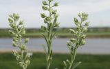 Alyssum alyssoides