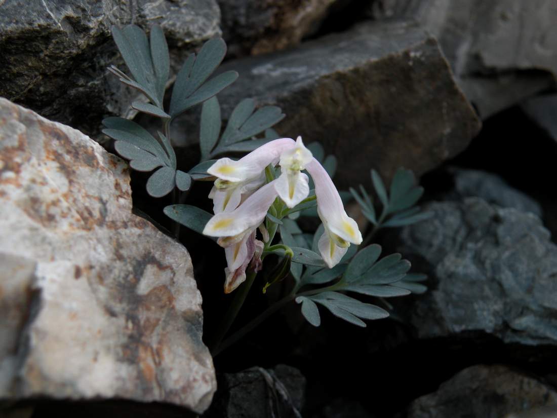 Image of Corydalis inconspicua specimen.