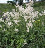 Aconogonon alpinum