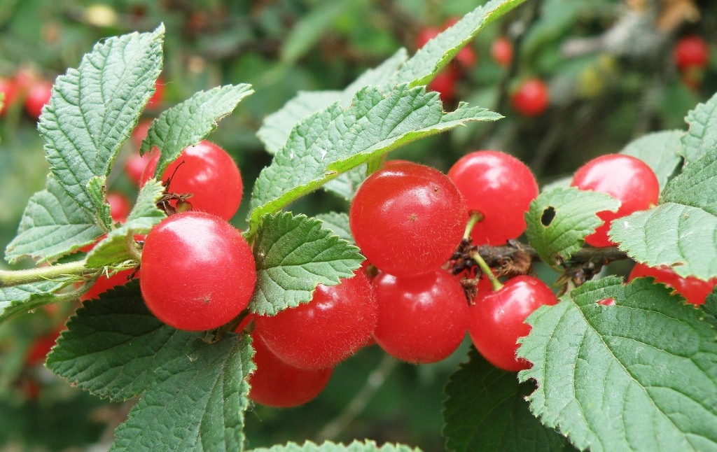 Изображение особи Cerasus tomentosa.