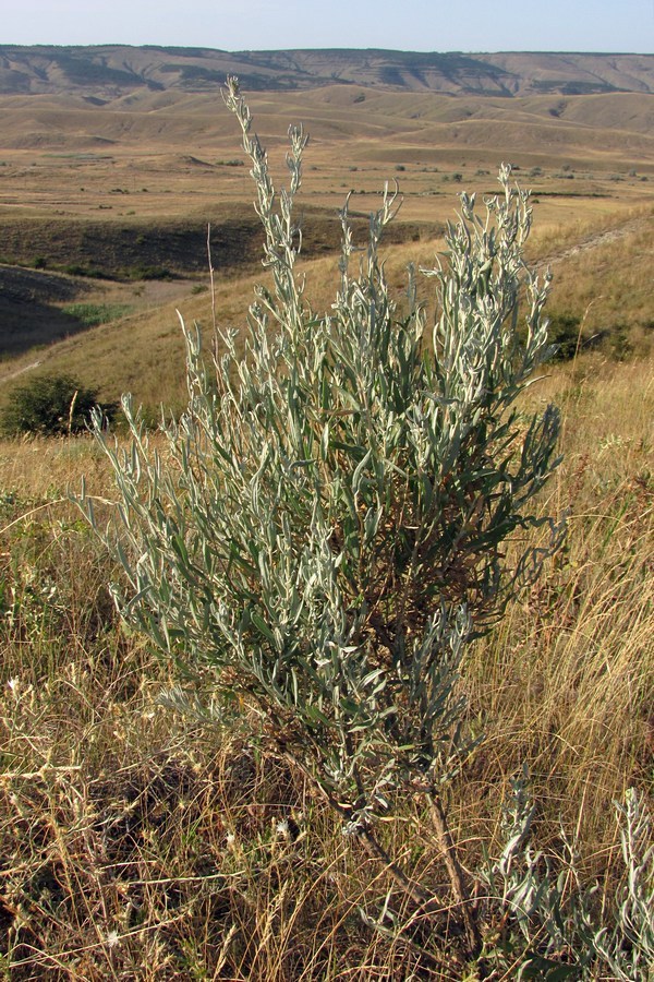 Image of Krascheninnikovia ceratoides specimen.