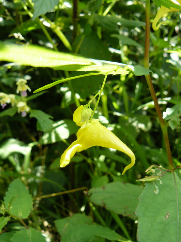 Image of Impatiens noli-tangere specimen.