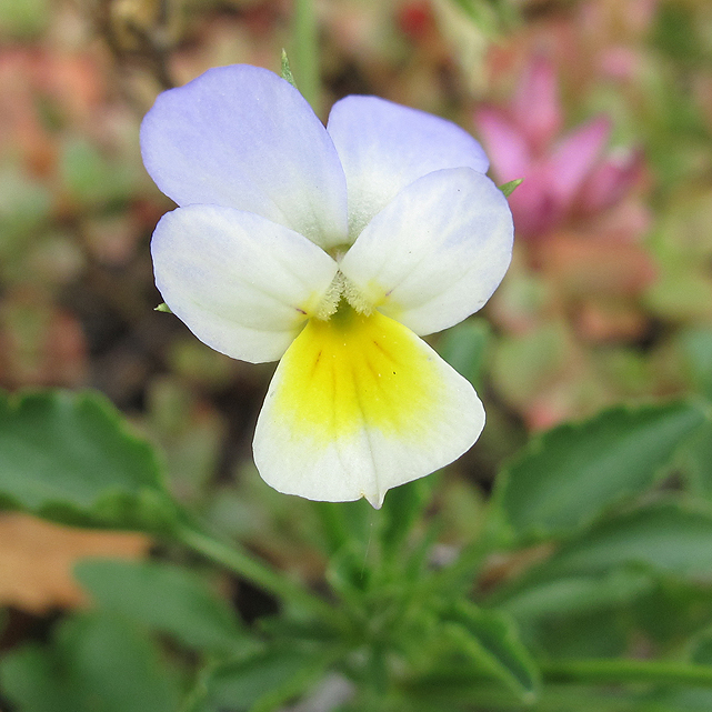 Изображение особи Viola tricolor.