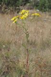 Senecio tauricus