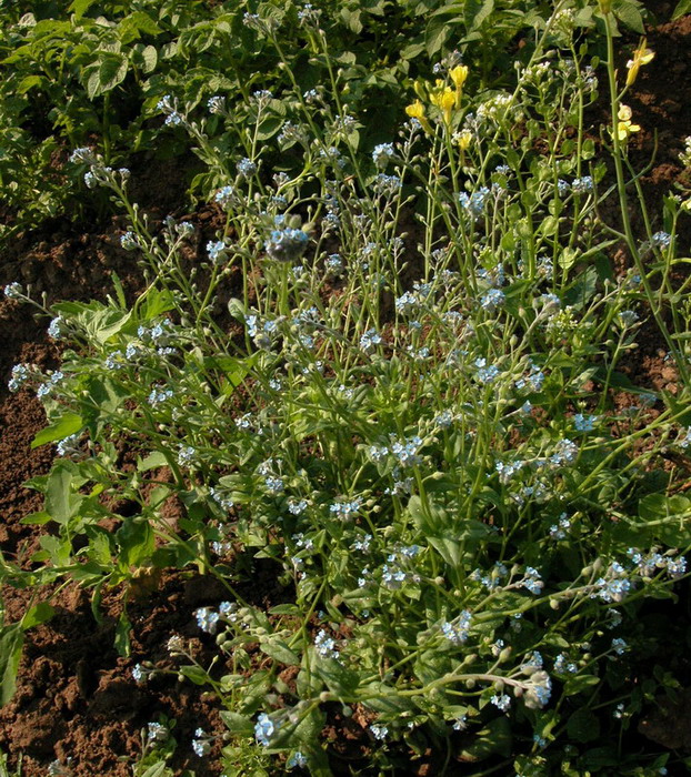 Изображение особи Myosotis arvensis.