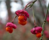 Euonymus europaeus. Плоды. Швеция, Уппсала, городской парк в центре города. 26.11.2005.