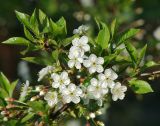 Cerasus vulgaris. Ветвь с соцветиями. Московская обл., Раменский р-н, окр. дер. Хрипань, садовый участок. 19.05.2011.