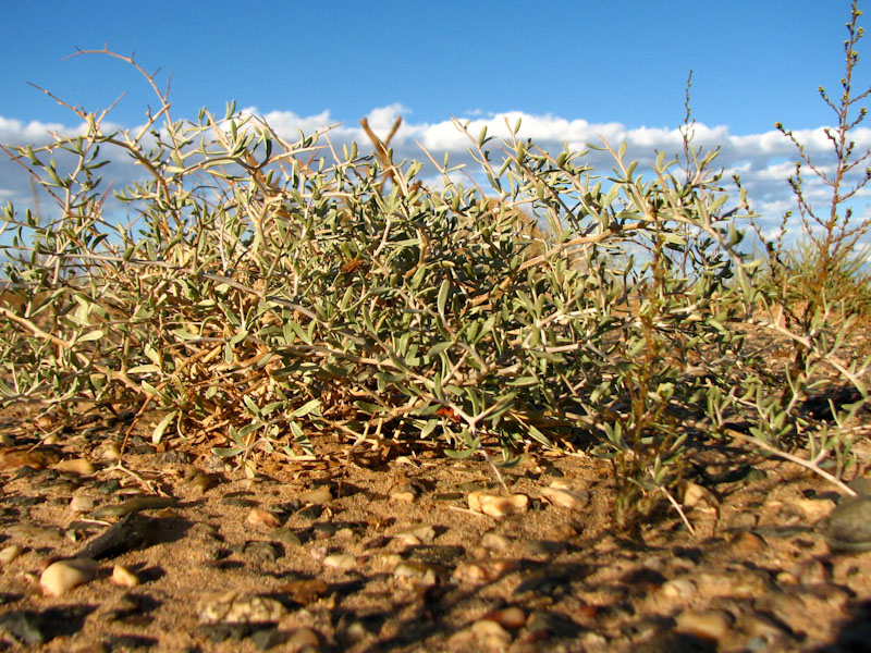 Image of Nitraria sibirica specimen.