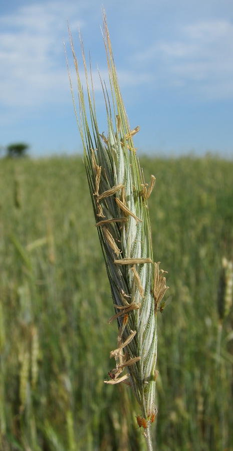 Image of Secale cereale specimen.