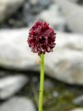 Sanguisorba polygama. Соцветие. Полярный Урал, берег Юнъяхи. 22.07.2011.