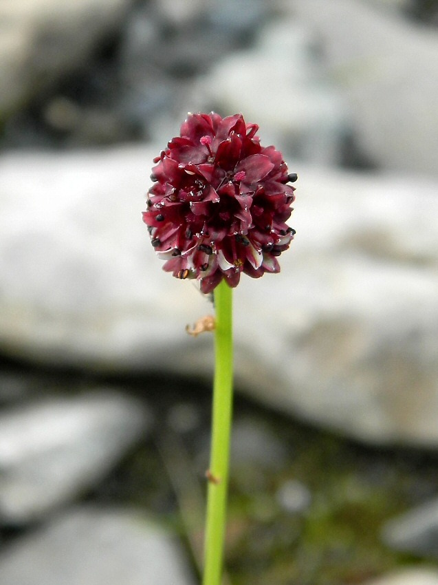 Image of Sanguisorba polygama specimen.