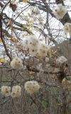 Clematis vitalba. Плодоносящее растение. Северо-западное Закавказье, северо-западнее г. Новороссийска, окр. пос. Абрау-Дюрсо, лесистый склон к озеру Абрау. 08.12.2010.