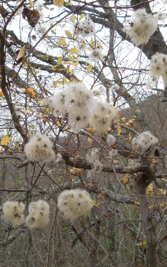 Image of Clematis vitalba specimen.