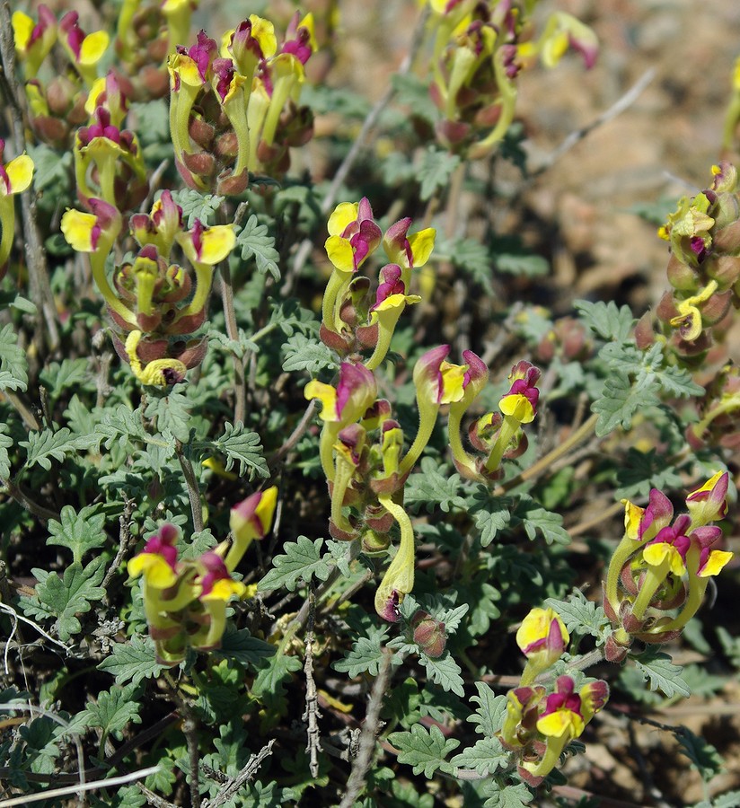 Изображение особи Scutellaria titovii.