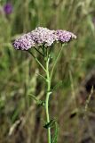 Achillea asiatica. Общее соцветие. Южный Казахстан, Верхний Боролдай, ущ. Карасай, восточный гребень. 30.06.2011.