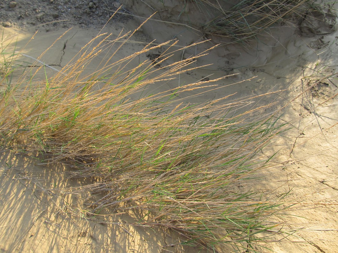 Изображение особи род Agrostis.