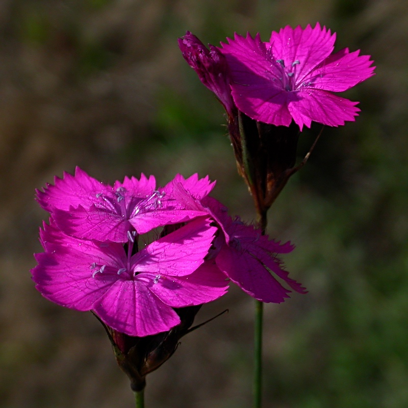 Image of Dianthus borbasii specimen.