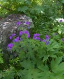 Geranium sylvaticum