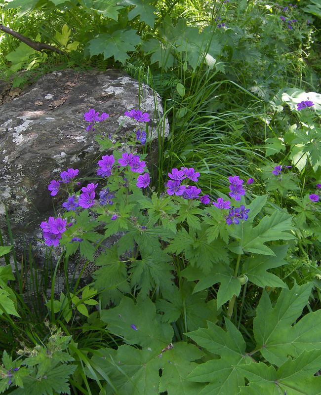 Image of Geranium sylvaticum specimen.