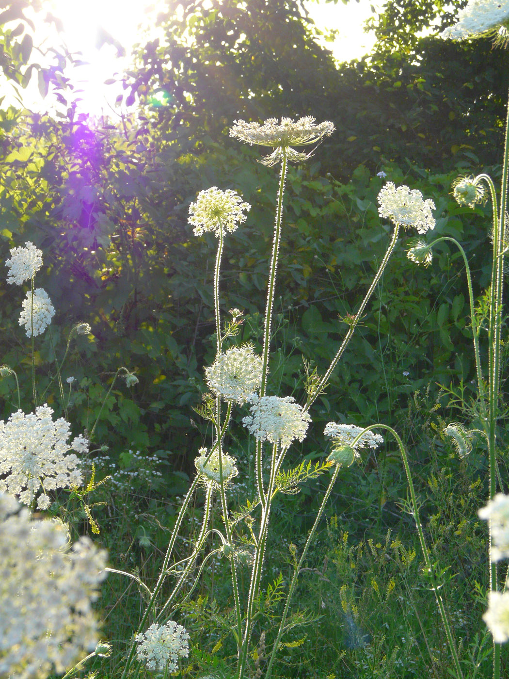 Изображение особи Daucus carota.