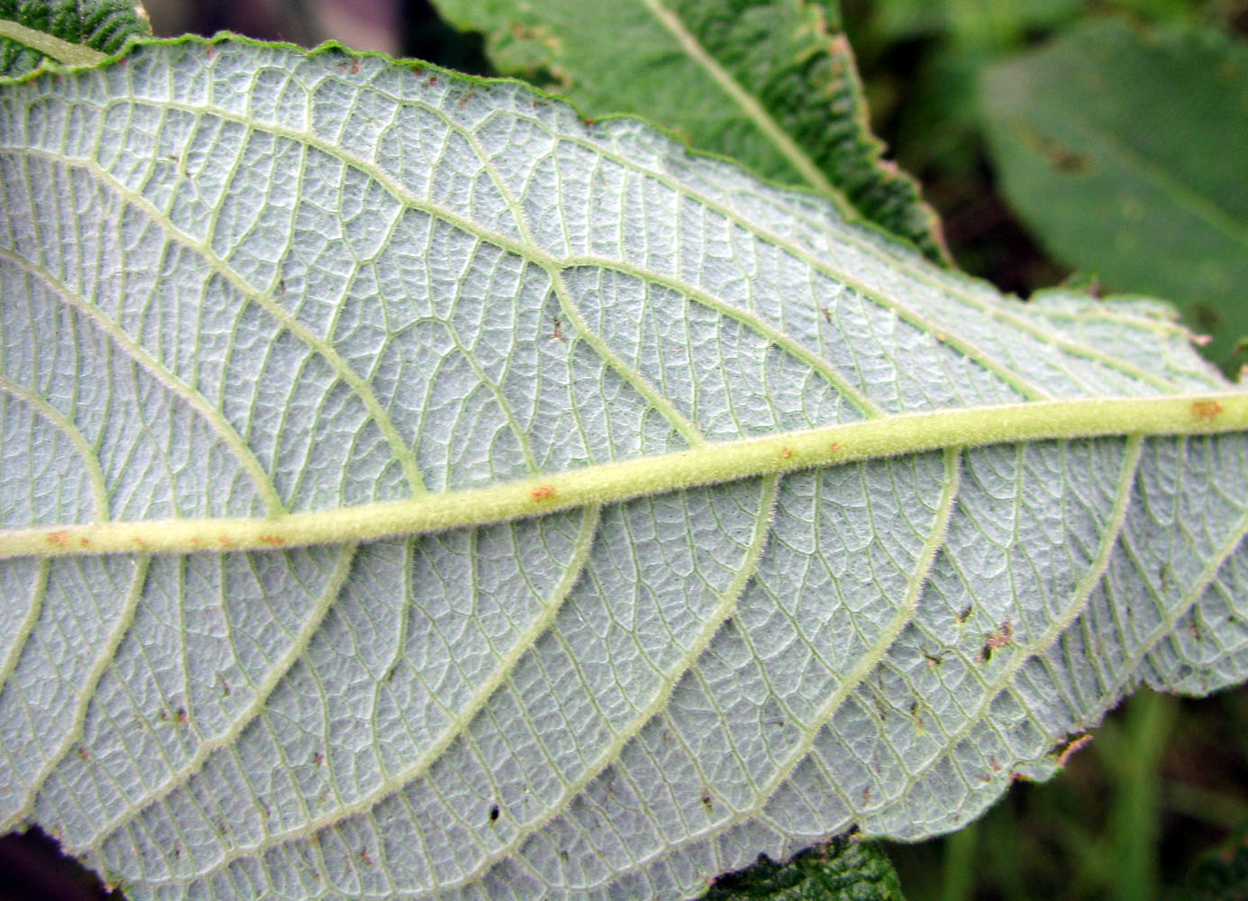 Image of genus Salix specimen.