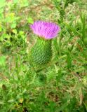 Cirsium vulgare. Цветущее и бутанизирующие соцветия. Астраханская обл., Камызякский р-н, обочина дороги у с. Образцово-Травино. 17.08.2011.