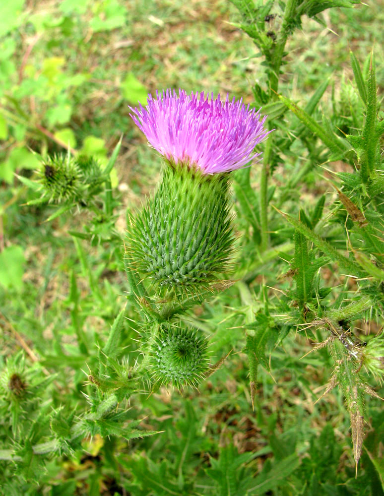 Image of Cirsium vulgare specimen.