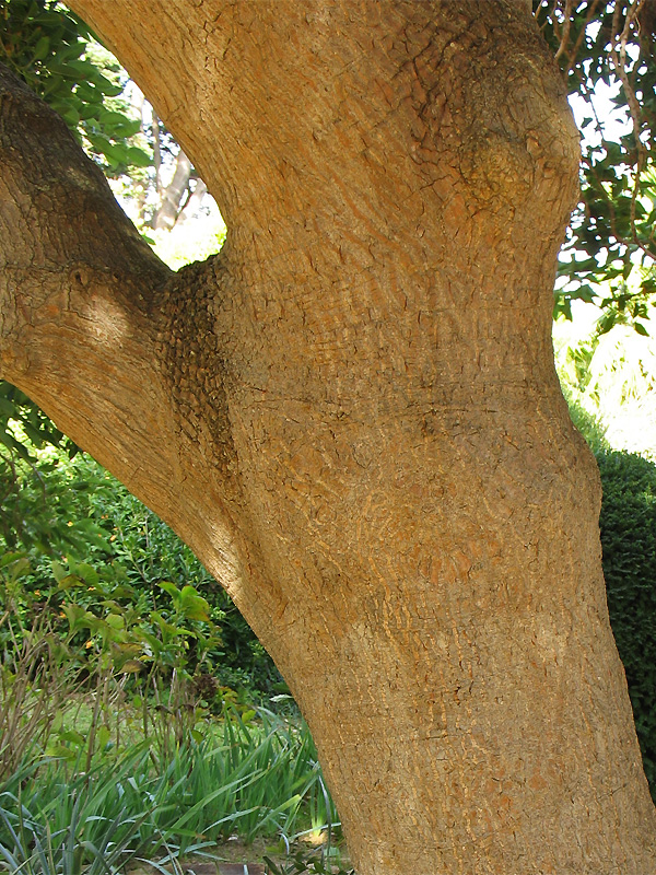 Image of Phytolacca dioica specimen.