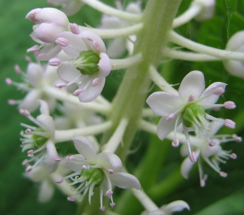 Изображение особи Phytolacca acinosa.