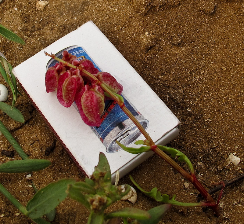 Image of Rumex occultans specimen.