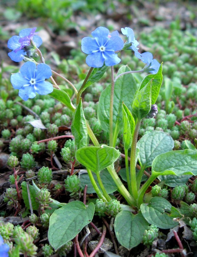 Image of genus Omphalodes specimen.