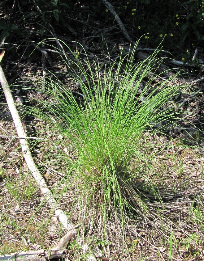 Image of Carex juncella specimen.