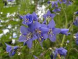 Polemonium laxiflorum. Часть соцветия. Хабаровский край, Ванинский р-н, окрестности пос. Высокогорный. 07.07.2005.