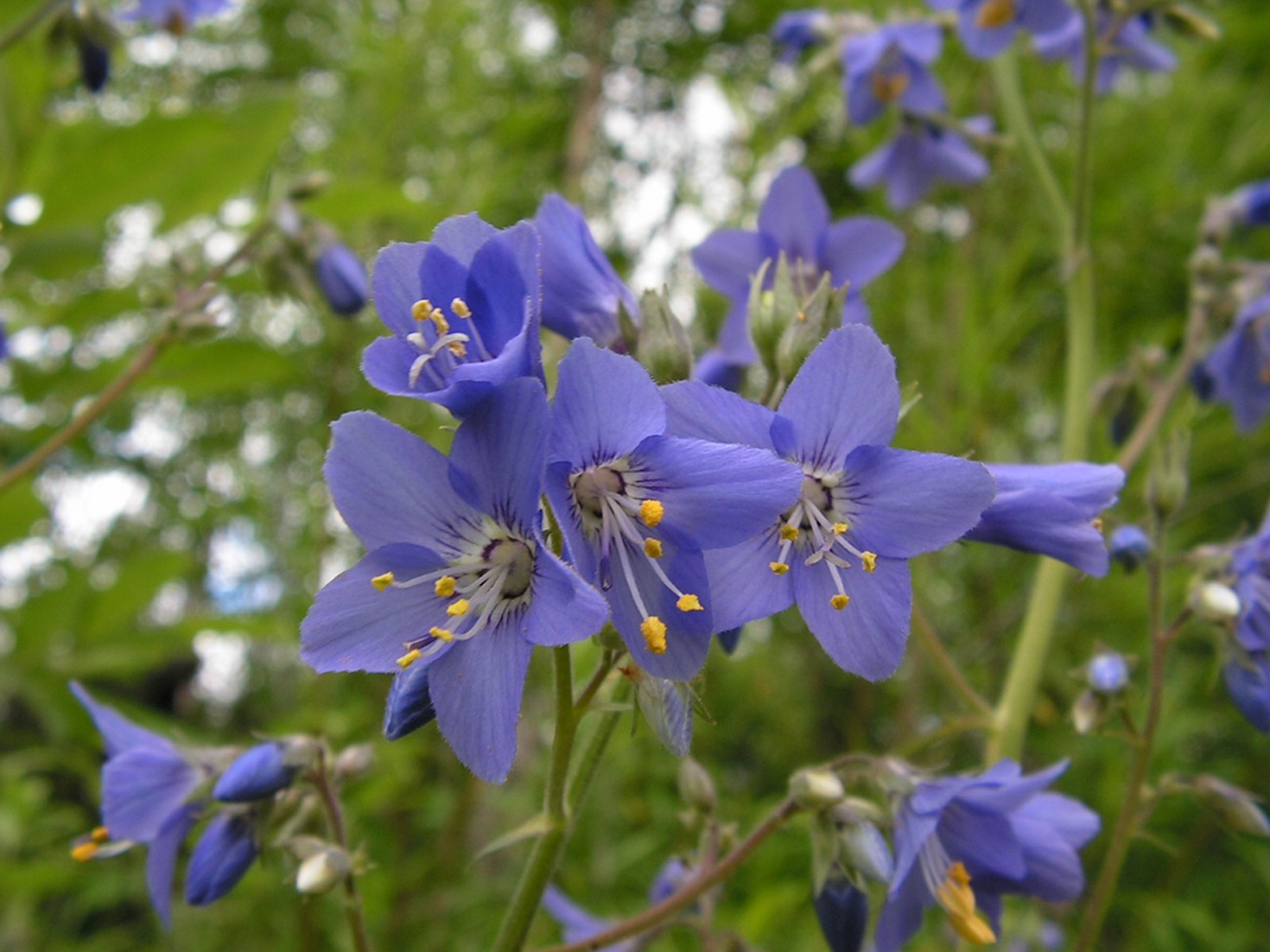 Image of Polemonium laxiflorum specimen.