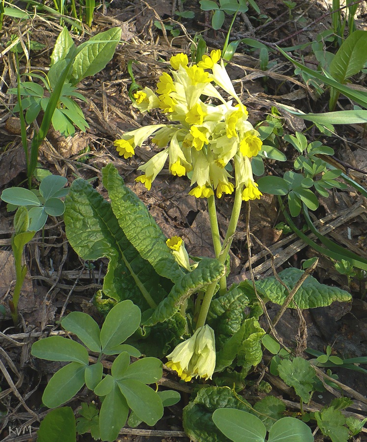 Изображение особи Primula macrocalyx.