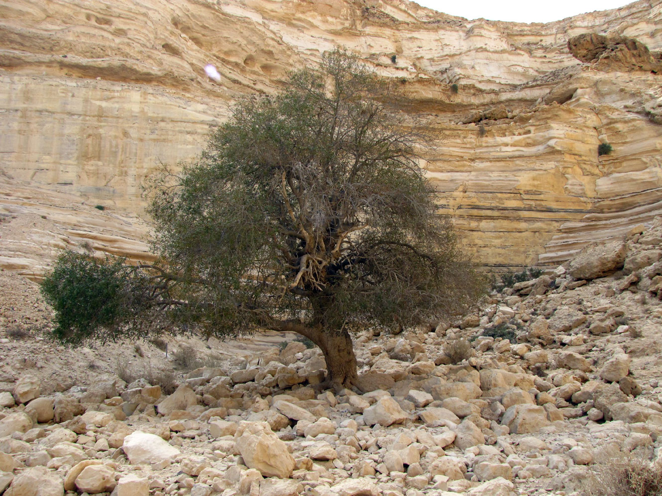 Image of Pistacia atlantica specimen.