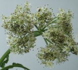 Heracleum sphondylium. Раскрывающееся соцветие. Германия, г. Кемпен, на лугу. 14.05.2012.