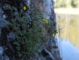 Potentilla jacutica