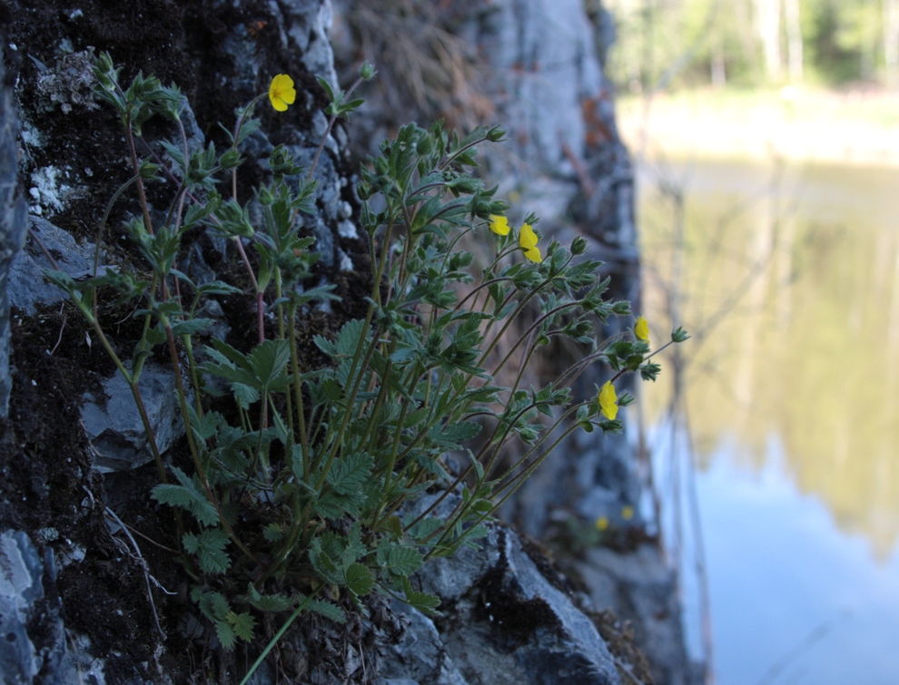 Изображение особи Potentilla jacutica.