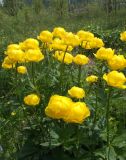 Trollius europaeus