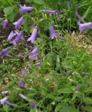 Campanula