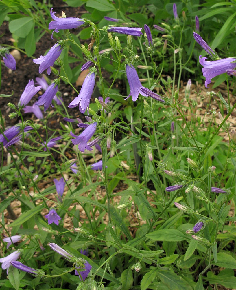 Изображение особи род Campanula.