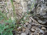 Linum tenuifolium