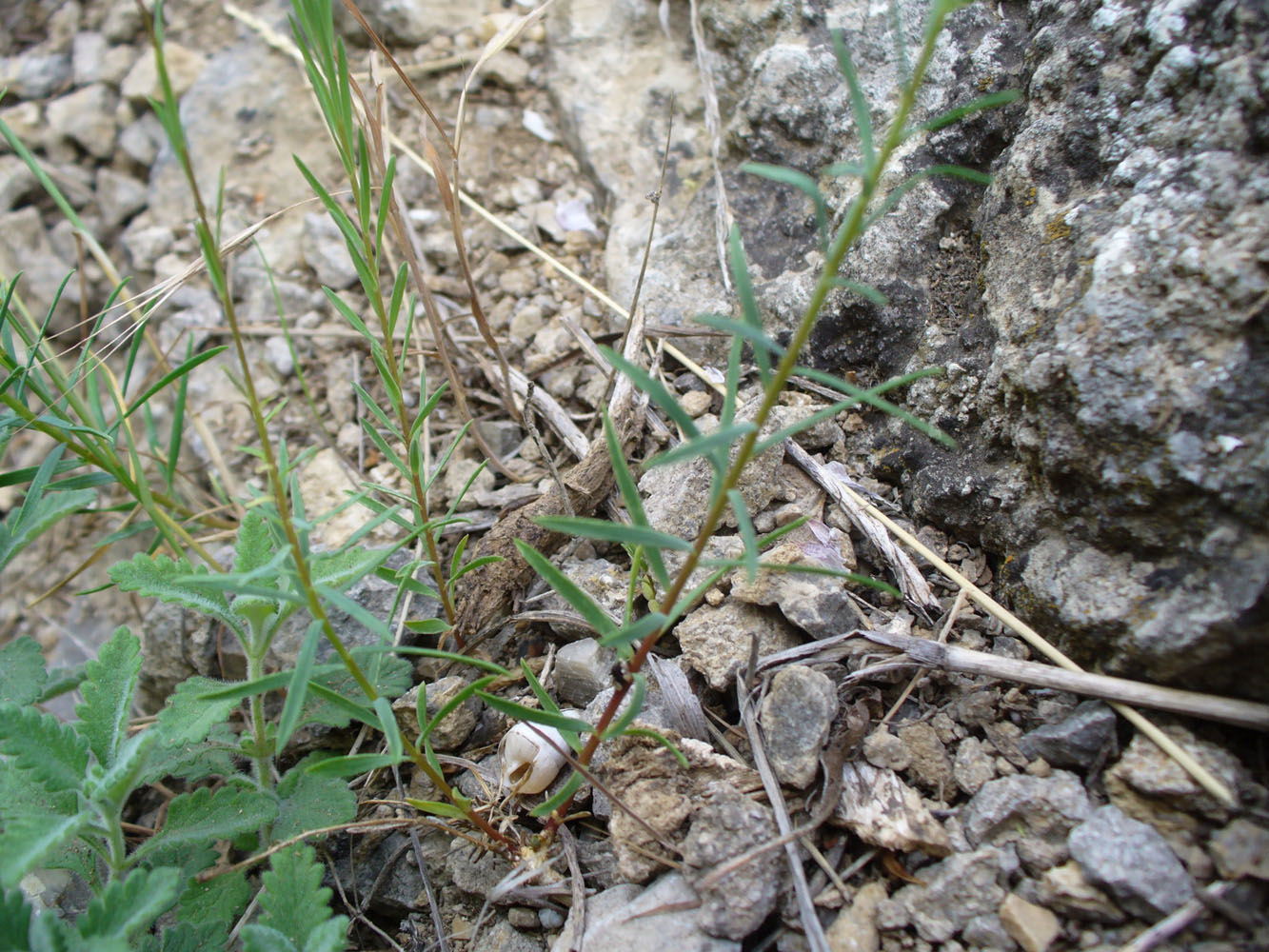 Image of Linum tenuifolium specimen.