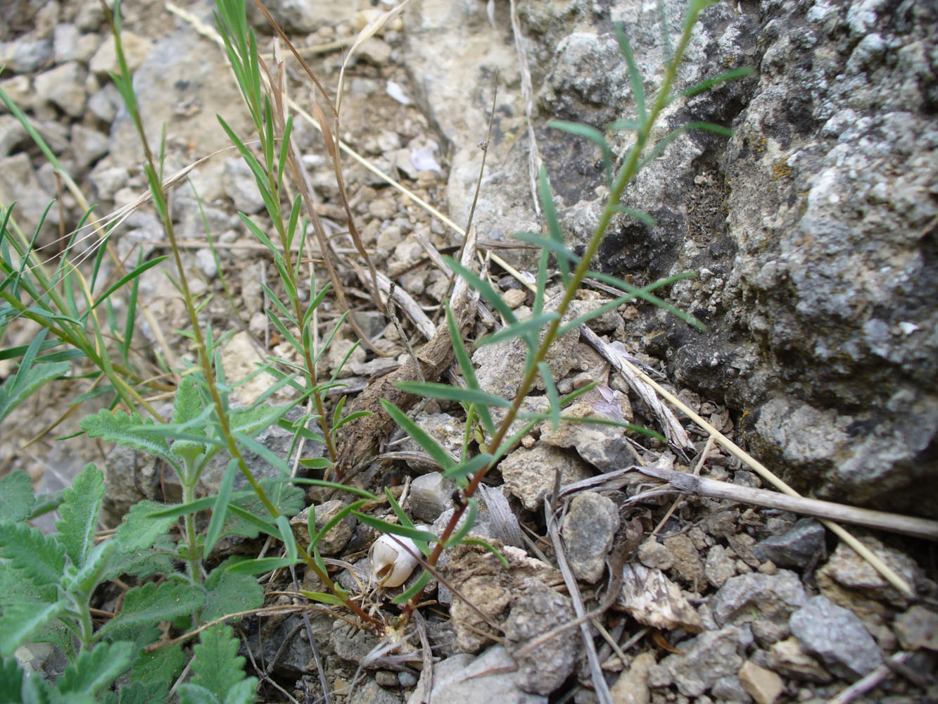 Изображение особи Linum tenuifolium.