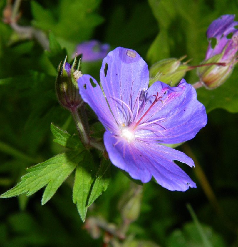 Image of Geranium pratense specimen.