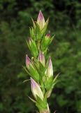 Campanula latifolia