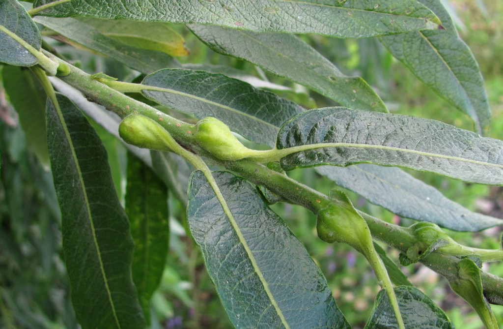 Image of Salix gmelinii specimen.