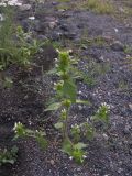Galeopsis bifida. Цветущее растение на берегу горной реки. Кабардино-Балкария, Зольский р-н, долина Джилы-Су. 27.07.2012.