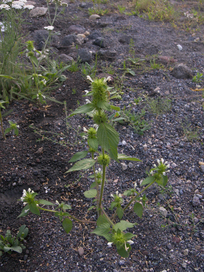 Изображение особи Galeopsis bifida.